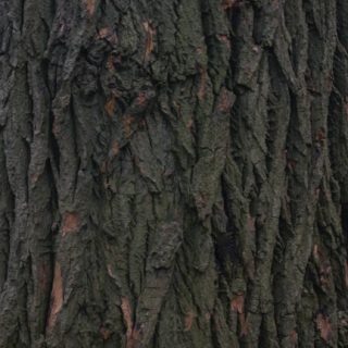 pohon alam teh hijau iPhone5s / iPhone5c / iPhone5 Wallpaper