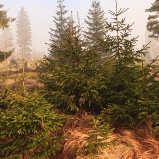 Pemandangan hutan teh hijau iPhone5s / iPhone5c / iPhone5 Wallpaper