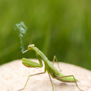 Mantis blur hijau serangga iPhone5s / iPhone5c / iPhone5 Wallpaper