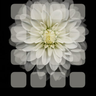 rak Hitam-and-putih bunga iPhone5s / iPhone5c / iPhone5 Wallpaper