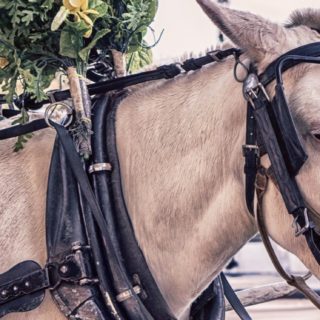 Horse iPhone5s / iPhone5c / iPhone5 Wallpaper