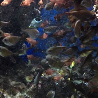 ikan tropis hewan kelompok air tropis Taman iPhone5s / iPhone5c / iPhone5 Wallpaper