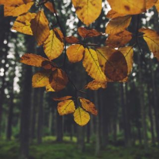 pemandangan forest kuning leaf iPhone5s / iPhone5c / iPhone5 Wallpaper