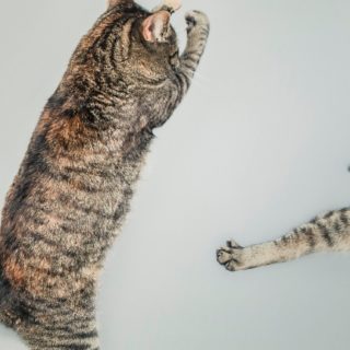 kucing hewan melompat iPhone5s / iPhone5c / iPhone5 Wallpaper