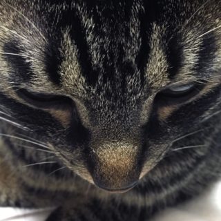 Hewan cat Kijitora menghadapi iPhone5s / iPhone5c / iPhone5 Wallpaper