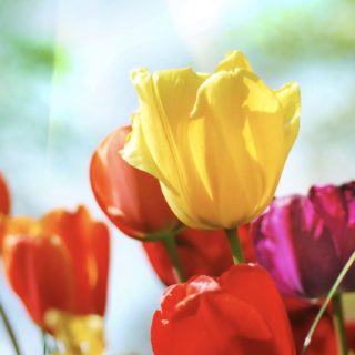 bunga plant warna-warni iPhone5s / iPhone5c / iPhone5 Wallpaper