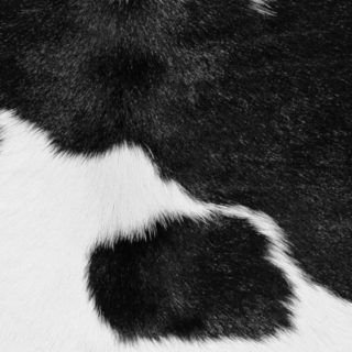 bulu Putaran abu-abu hitam dan putih iPhone5s / iPhone5c / iPhone5 Wallpaper