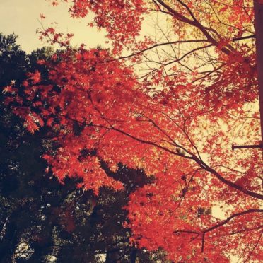 Musim gugur daun lansekap iPhone6s / iPhone6 Wallpaper