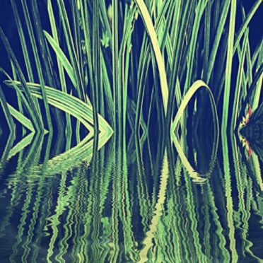 Reed hijau iPhone6s / iPhone6 Wallpaper