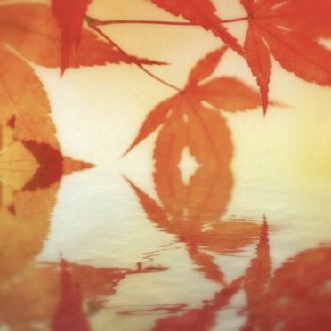 Permukaan air daun musim gugur iPhone6s / iPhone6 Wallpaper