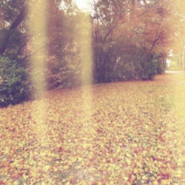 Musim gugur daun daun gugur iPhone6s / iPhone6 Wallpaper
