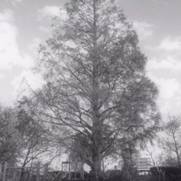 Taman pohon iPhone6s / iPhone6 Wallpaper