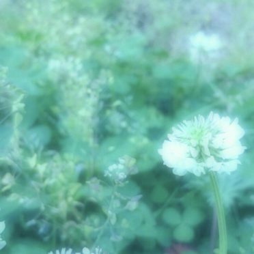 Bunga semanggi putih iPhone6s / iPhone6 Wallpaper