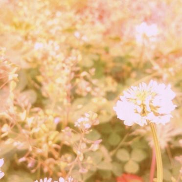 Putih semanggi merah muda putih iPhone6s / iPhone6 Wallpaper
