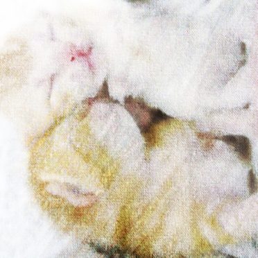 Gambar kucing iPhone6s / iPhone6 Wallpaper