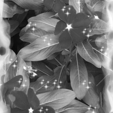 Bunga hitam dan putih iPhone6s / iPhone6 Wallpaper