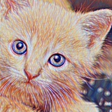 Gambar kucing iPhone6s / iPhone6 Wallpaper