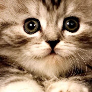 kucing kitten iPhone6s / iPhone6 Wallpaper