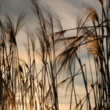 rumput pampas alami iPhone6s / iPhone6 Wallpaper