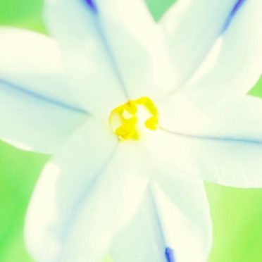 putih bunga alami iPhone6s / iPhone6 Wallpaper