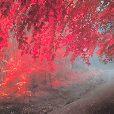 pemandangan musim gugur daun merah iPhone6s / iPhone6 Wallpaper