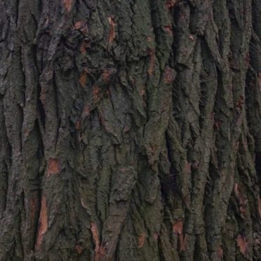 pohon lanskap iPhone6s / iPhone6 Wallpaper