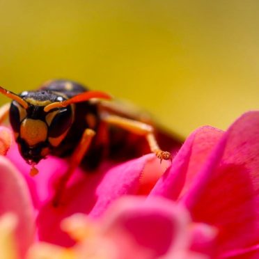 Bee serangga blur bunga iPhone6s / iPhone6 Wallpaper
