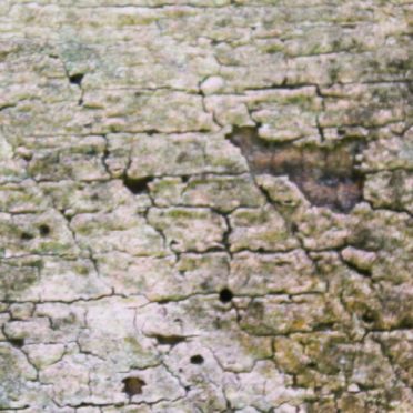 Haikabe iPhone6s / iPhone6 Wallpaper