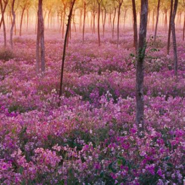 views pohon bunga ungu iPhone6s / iPhone6 Wallpaper