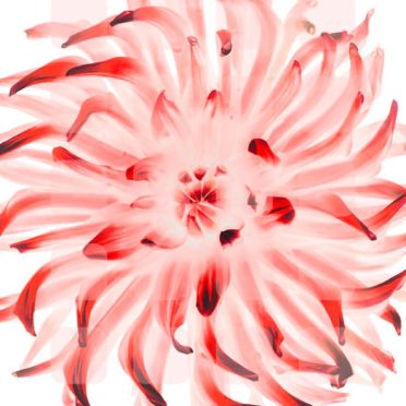 ﾠrak bunga merah putih iPhone6s / iPhone6 Wallpaper