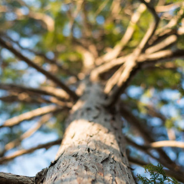 pemandangan alam pohon iPhone6s / iPhone6 Wallpaper