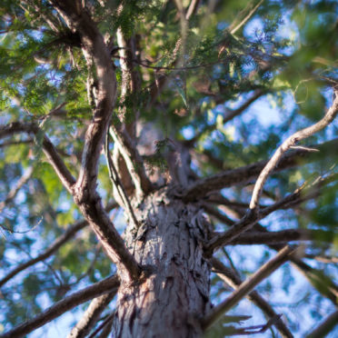 pemandangan alam pohon iPhone6s / iPhone6 Wallpaper