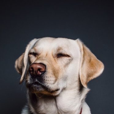 Hewan anjing Hitam iPhone6s / iPhone6 Wallpaper