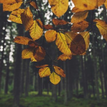 pemandangan hutan kuning leaf iPhone6s / iPhone6 Wallpaper