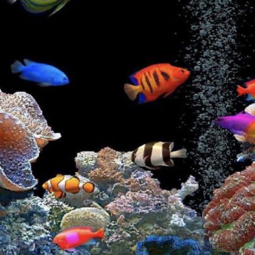 tangki akuarium yang berwarna-warni iPhone6s / iPhone6 Wallpaper