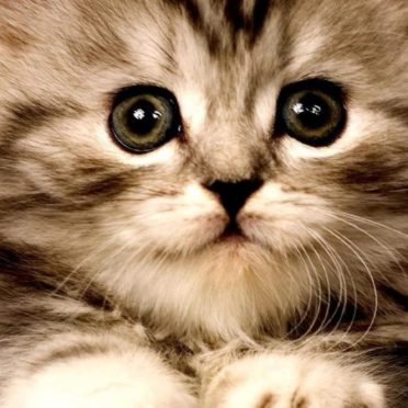 kucing kitten iPhone6s / iPhone6 Wallpaper