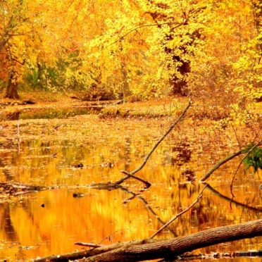 pemandangan daun musim gugur kuning iPhone6s / iPhone6 Wallpaper