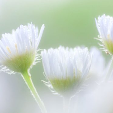 putih bunga alami iPhone6s / iPhone6 Wallpaper