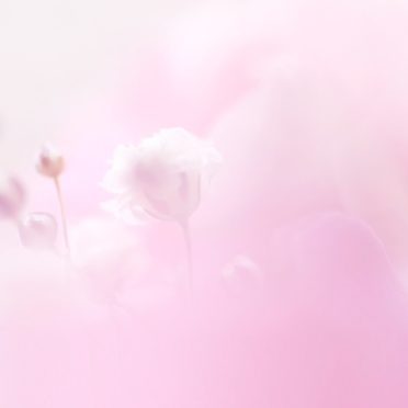 bunga merah muda alami iPhone6s / iPhone6 Wallpaper