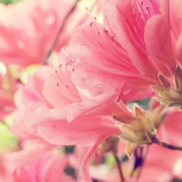 bunga merah muda alami iPhone6s / iPhone6 Wallpaper