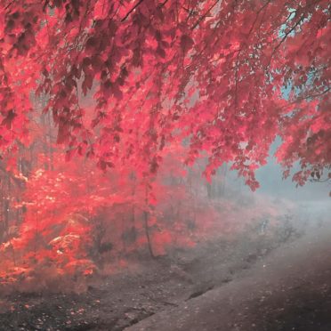 pemandangan musim gugur daun merah iPhone6s / iPhone6 Wallpaper