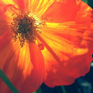 oranye bunga alami iPhone6s / iPhone6 Wallpaper