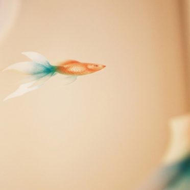 GoldIkan blur ikan iPhone6s / iPhone6 Wallpaper