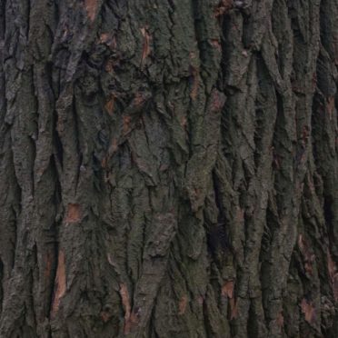 pohon lanskap iPhone6s / iPhone6 Wallpaper