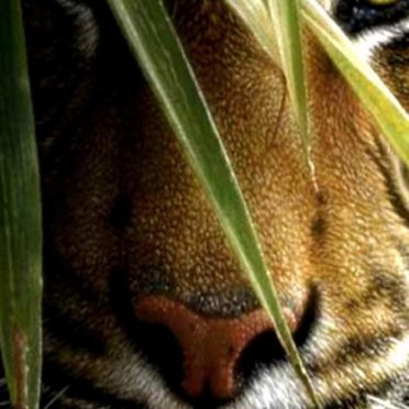 harimau hewan iPhone6s / iPhone6 Wallpaper