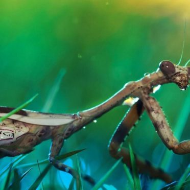 Mantis serangga blur iPhone6s / iPhone6 Wallpaper