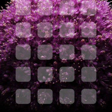 Bunga ungu rak hitam iPhone6s / iPhone6 Wallpaper