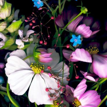 warna-warni bunga hitam iPhone6s / iPhone6 Wallpaper