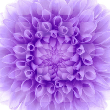 ﾠbunga rak putih ungu iPhone6s / iPhone6 Wallpaper