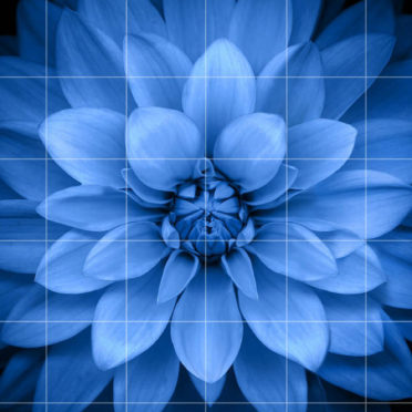 rak perbatasan biru bunga hitam iPhone6s / iPhone6 Wallpaper
